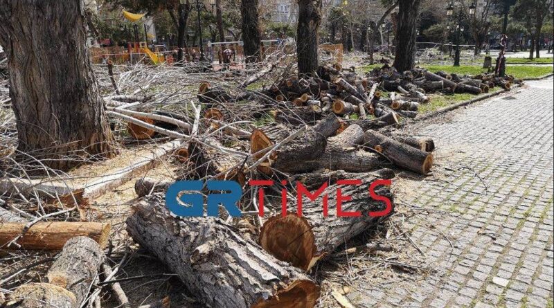 Δ. Θεσσαλονίκης: Προσφυγές κατά της κοπής 260 δέντρων σε κεντρικές οδούς