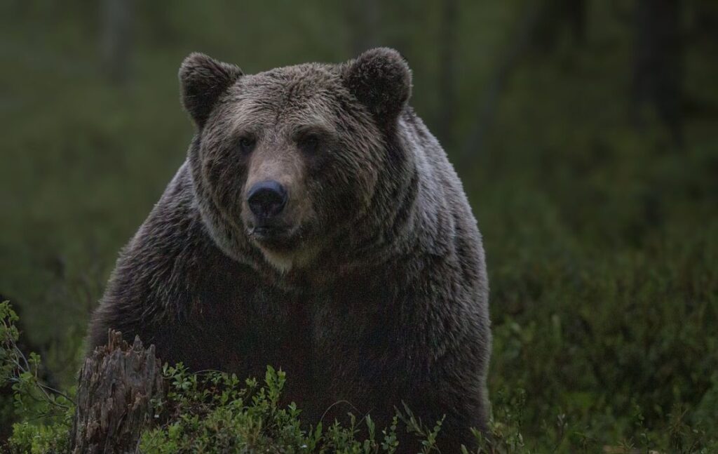 Συναγερμός για αρκούδα στον Χορτιάτη - Εμφανίστηκε και στο φράγμα Τριαδίου