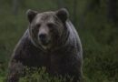 Συναγερμός για αρκούδα στον Χορτιάτη - Εμφανίστηκε και στο φράγμα Τριαδίου
