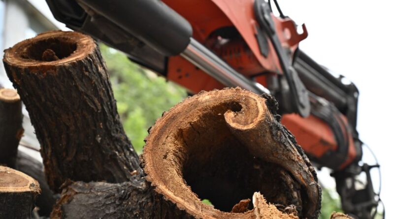 Δ. Θεσσαλονίκης: «Βεβαιωμένα άρρωστα τα δέντρα που απομακρύνονται - Προεκλογικά παίγνια»