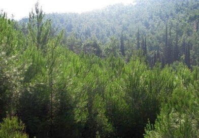 Απαγόρευση κυκλοφορίας στο Σέιχ Σου και τις δασικές εκτάσεις Ωραιοκάστρου, Θέρμης και Πανοράματος την Πέμπτη 24/7