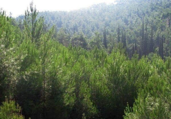 Απαγόρευση κυκλοφορίας στο Σέιχ Σου, στις δασικές εκτάσεις Ωραιοκάστρου, Θέρμης και στο Δασόκτημα Πανοράματος
