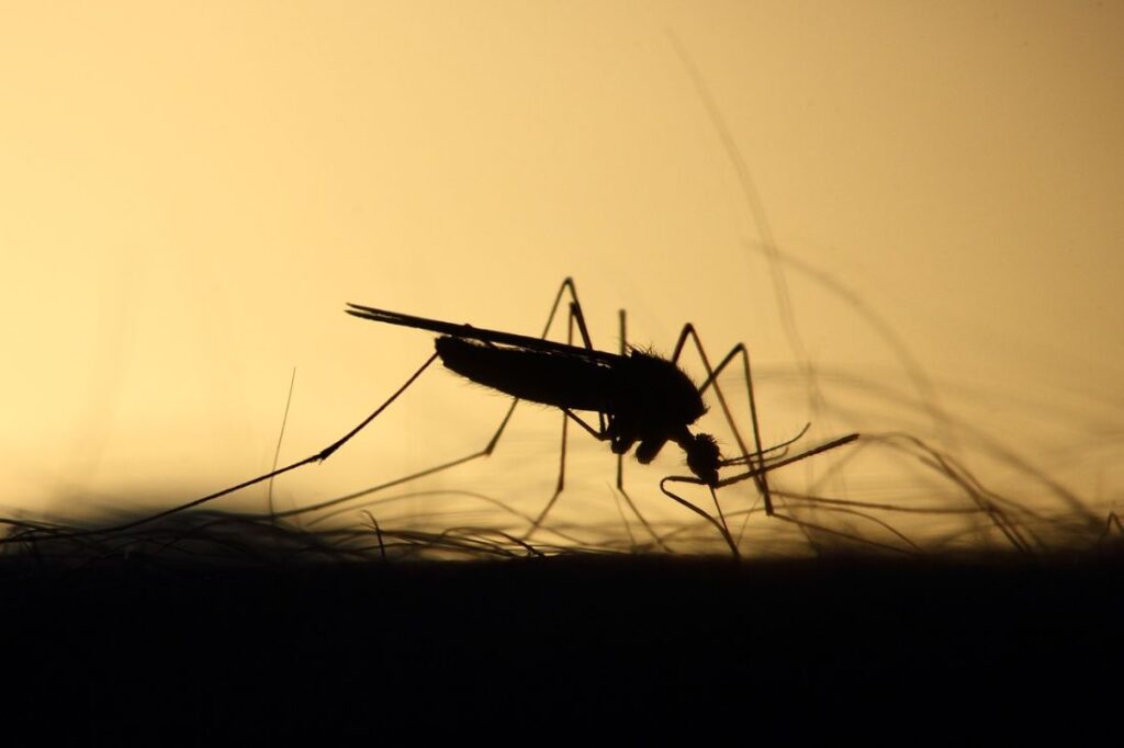 Ξεκινούν οι ψεκασμοί για τα κουνούπια στους ορυζώνες Θεσσαλονίκης, Πιερίας και Ημαθίας