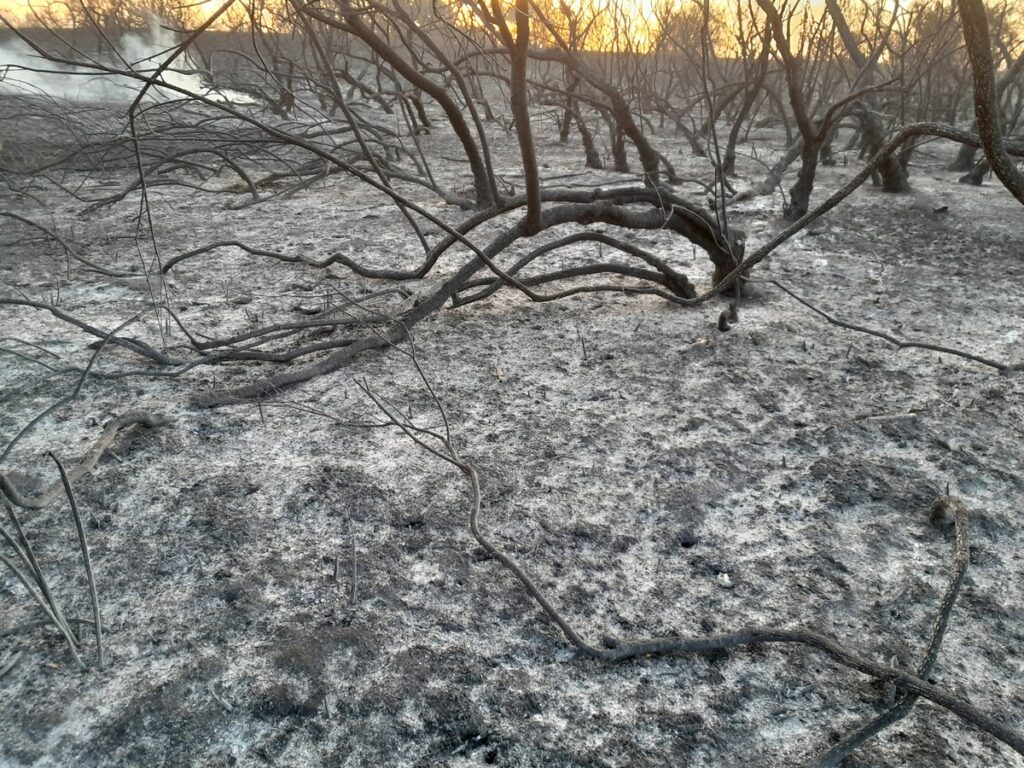 Τι άφησε πίσω της η φωτιά στο Γαλλικό ποταμό (pics)