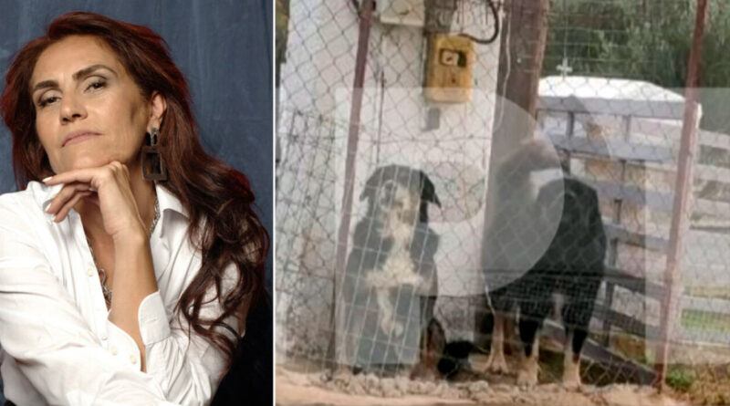 Αυτά είναι τα σκυλιά που σκότωσαν τη γυναίκα στη Νεοχωρούδα (pics)