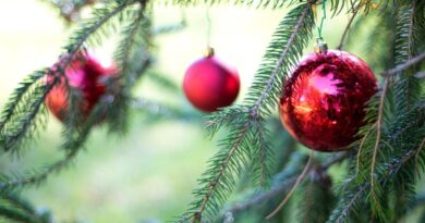 Στη συλλογή των χριστουγεννιάτικων δέντρων προχωρά ο Δ. Θεσσαλονίκης