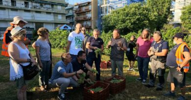 Άρχισε ο τρύγος στον αστικό αμπελώνα του Δήμου Θεσσαλονίκης