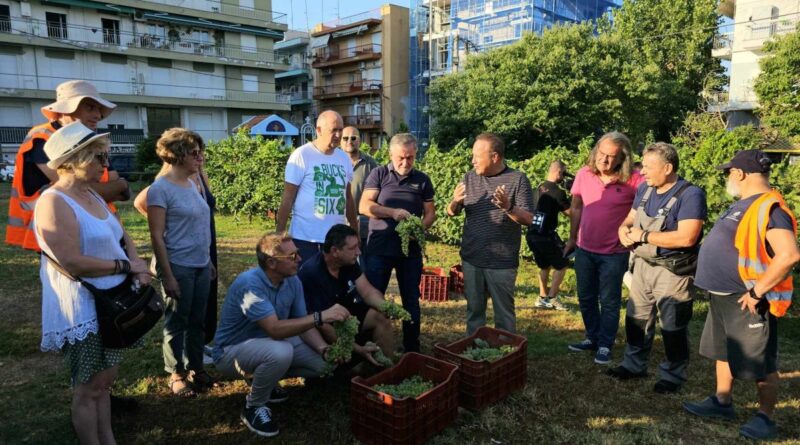 Άρχισε ο τρύγος στον αστικό αμπελώνα του Δήμου Θεσσαλονίκης