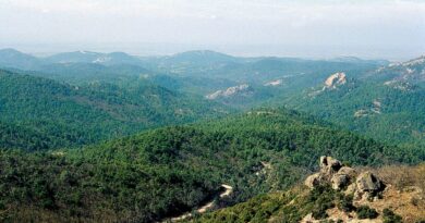 Δαδιά, ένα από τα πολυτιμότερα δασικά οικοσυστήματα της Ευρώπης αναγεννάται από τις στάχτες του