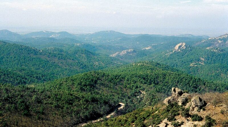 Δαδιά, ένα από τα πολυτιμότερα δασικά οικοσυστήματα της Ευρώπης αναγεννάται από τις στάχτες του