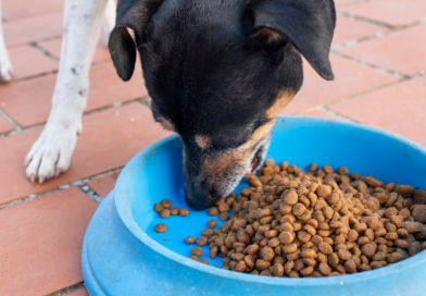 Διανομή ζωοτροφών για τα αδέσποτα του Δήμου Θεσσαλονίκης