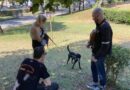 Έλεγχοι και πρόστιμα σε ιδιοκτήτες δεσποζόμενων ζώων στη Θεσσαλονίκη