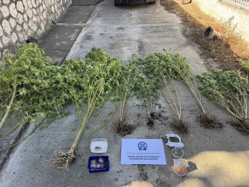 Χαλκηδόνα: 47χρονος συνελήφθη για καλλιέργεια δενδρυλλίων κάνναβης