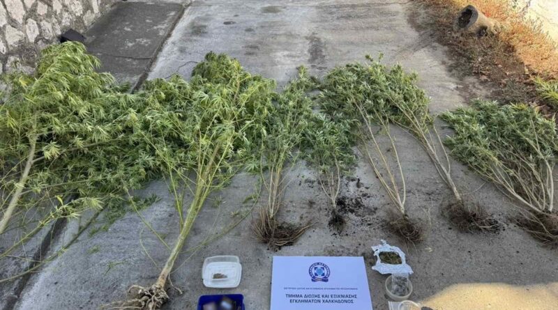 Χαλκηδόνα: 47χρονος συνελήφθη για καλλιέργεια δενδρυλλίων κάνναβης