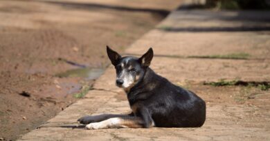 Αγέλες αδέσποτων και υποχρηματοδότηση - Οι δήμοι Θεσσαλονίκης σε αγώνα διαχείρισης