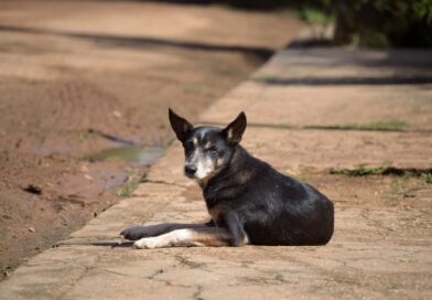 Σύλληψη 67χρονου στα Μάλγαρα – Είχε σκύλο με λουρί να τρέχει παράλληλα με το αυτοκίνητό του