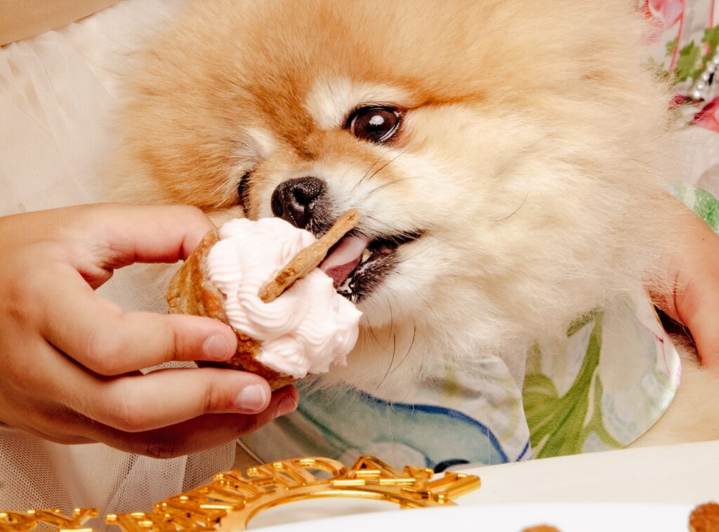 Πάρτι γενεθλίων για σκύλους, με τούρτες και μπουφέ για τους τετράποδους καλεσμένους