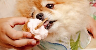 Πάρτι γενεθλίων για σκύλους, με τούρτες και μπουφέ για τους τετράποδους καλεσμένους