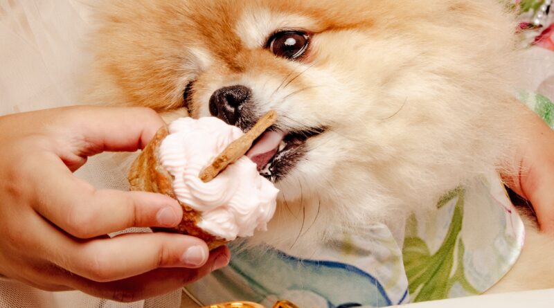 Πάρτι γενεθλίων για σκύλους, με τούρτες και μπουφέ για τους τετράποδους καλεσμένους