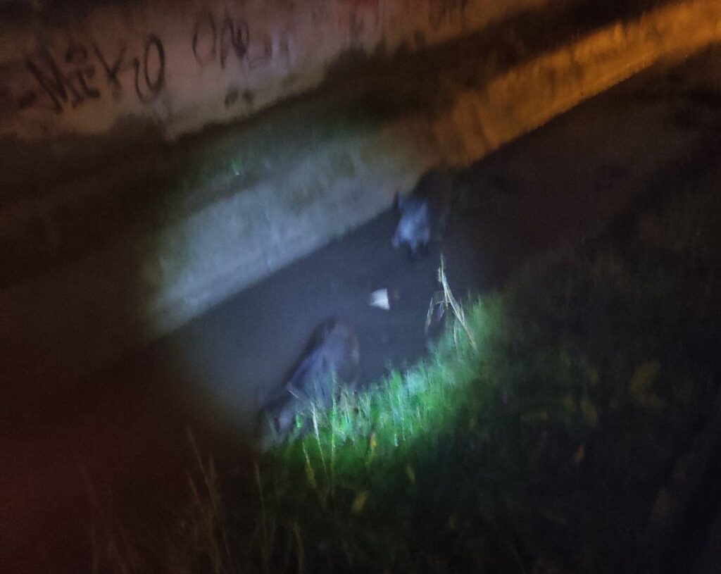 Δήμος Δέλτα: Εντοπίστηκαν αγριογούρουνα στα Διαβατά – Επενέβη το Δασαρχείο (pic)