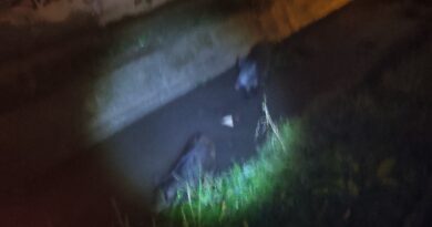 Δήμος Δέλτα: Εντοπίστηκαν αγριογούρουνα στα Διαβατά – Επενέβη το Δασαρχείο (pic)