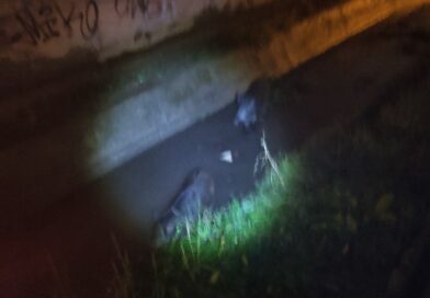 Δήμος Δέλτα: Εντοπίστηκαν αγριογούρουνα στα Διαβατά – Επενέβη το Δασαρχείο (pic)