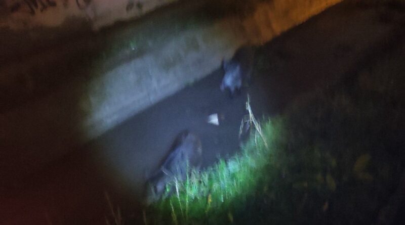 Δήμος Δέλτα: Εντοπίστηκαν αγριογούρουνα στα Διαβατά – Επενέβη το Δασαρχείο (pic)