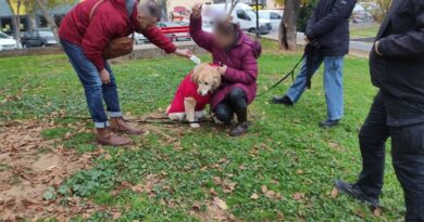 Θεσσαλονίκη: Έλεγχοι σε δεσποζόμενα ζώα και πρόστιμα σε ιδιοκτήτες