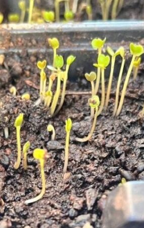 Τα δικά τους λαχανικά σε δημοτικές εκτάσεις θα καλλιεργούν Ρομά σε τρεις οικισμούς σε Σέρρες, Δράμα και Καβάλα