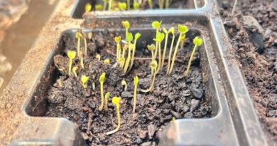 Τα δικά τους λαχανικά σε δημοτικές εκτάσεις θα καλλιεργούν Ρομά σε τρεις οικισμούς σε Σέρρες, Δράμα και Καβάλα