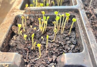 Τα δικά τους λαχανικά σε δημοτικές εκτάσεις θα καλλιεργούν Ρομά σε τρεις οικισμούς σε Σέρρες, Δράμα και Καβάλα