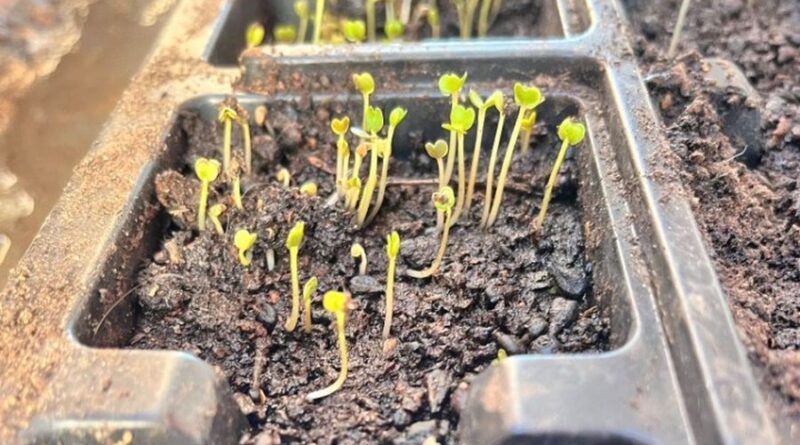 Τα δικά τους λαχανικά σε δημοτικές εκτάσεις θα καλλιεργούν Ρομά σε τρεις οικισμούς σε Σέρρες, Δράμα και Καβάλα