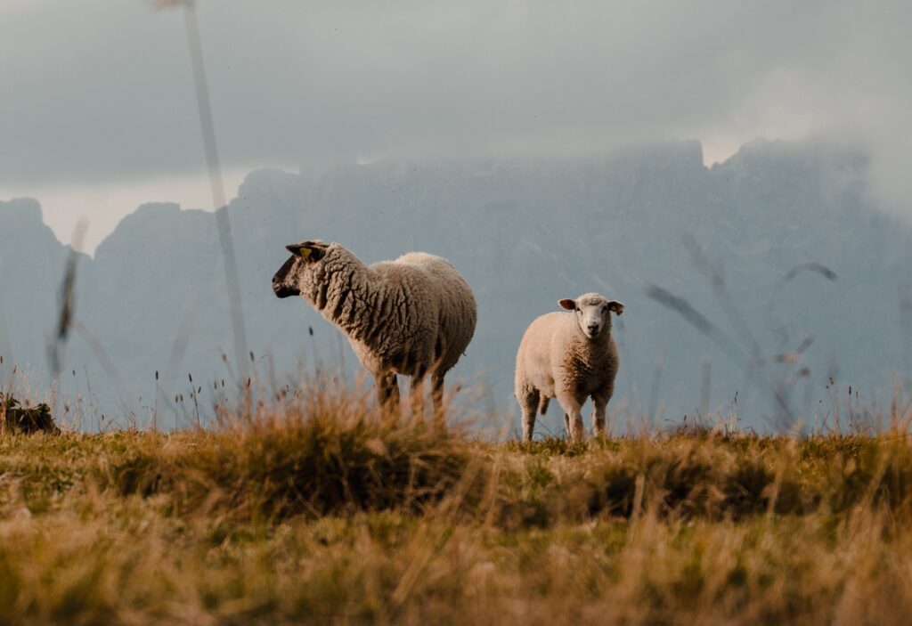 Στις 472.928 οι θανατώσεις αιγοπροβάτων λόγω της ευλογιάς