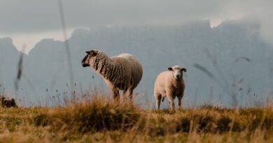 Κυβερνητική σύσκεψη υπό τον πρωθυπουργό με περιφερειάρχες για την ευλογιά των αιγοπροβάτων