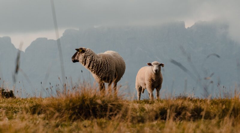 Στις 472.928 οι θανατώσεις αιγοπροβάτων λόγω της ευλογιάς