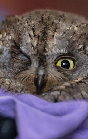 Ο χτυπημένος γκιώνης στο Καλοχώρι και άλλα πουλιά στον αγώνα της μετανάστευσης