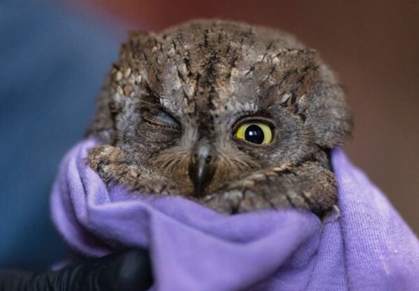 Ο χτυπημένος γκιώνης στο Καλοχώρι και άλλα πουλιά στον αγώνα της μετανάστευσης