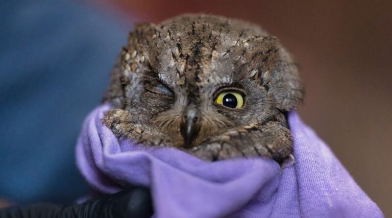 Ο χτυπημένος γκιώνης στο Καλοχώρι και άλλα πουλιά στον αγώνα της μετανάστευσης