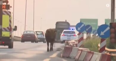 Video ντοκουμέντο: Ταύρος αναστατώνει την ΕΟ στο ύψος της Σίνδου!