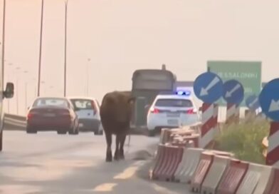 Video ντοκουμέντο: Ταύρος αναστατώνει την ΕΟ στο ύψος της Σίνδου!