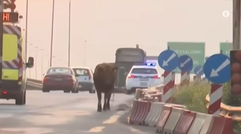 Video ντοκουμέντο: Ταύρος αναστατώνει την ΕΟ στο ύψος της Σίνδου!