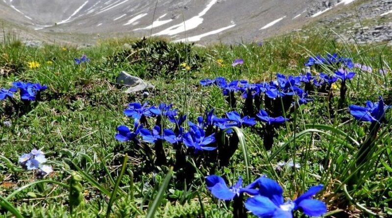 Τα φυτά στις διαδρομές του Ολύμπου- Οδηγός πεδίου για τη χλωρίδα του βουνού