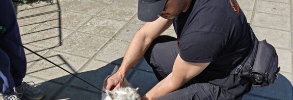 Έλεγχοι σε ιδιοκτήτες δεσποζόμενων ζώων στη Θεσσαλονίκη - Πρόστιμα έως 1.000 ευρώ