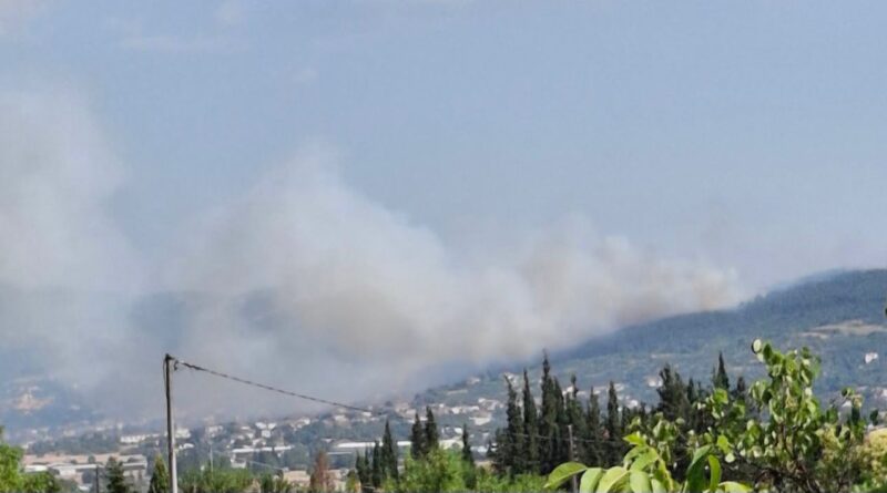 Εντοπίστηκε σορός σε δασική έκταση στο Δερβένι (pic)