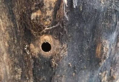 Τρύπες από τρυπάνι σε δύο δέντρα που ξεράθηκαν μέσα σε λίγες μέρες – Μήνυση από τον Δ. Θεσσαλονίκης