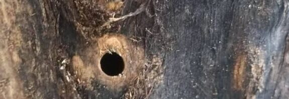 Τρύπες από τρυπάνι σε δύο δέντρα που ξεράθηκαν μέσα σε λίγες μέρες – Μήνυση από τον Δ. Θεσσαλονίκης
