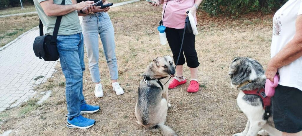 Έλεγχοι σε ιδιοκτήτες ζώων στη Θεσσαλονίκη - Πρόστιμα έως και 1.000 ευρώ