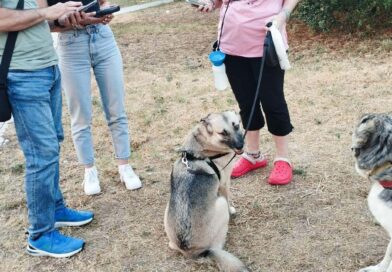 Έλεγχοι σε ιδιοκτήτες ζώων στη Θεσσαλονίκη - Πρόστιμα έως και 1.000 ευρώ