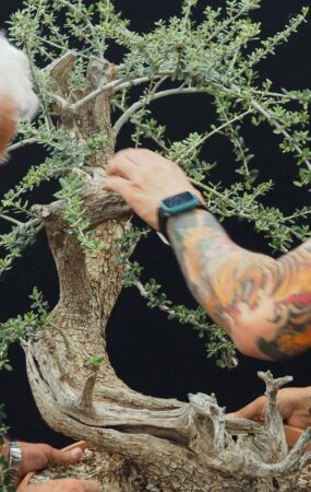 Η ελληνική ελιά συναντά την τέχνη του μπονσάι στην 90ή ΔΕΘ